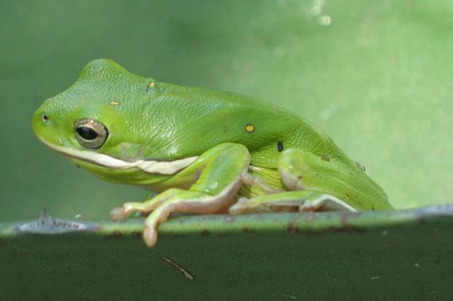 TreeFrog